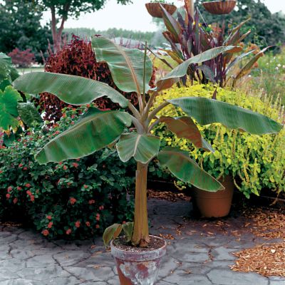 Banana Plant Musa 'Dwarf Cavandish'