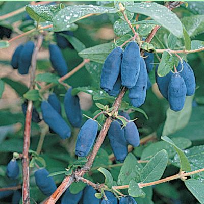 Honeyberry Blue Velvet&trade;: 4- to 5-foot bush with ivory flowers and bright blue cylindrical fruits.