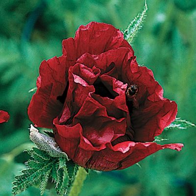 Oriental Poppy Royal Chocolate Distinction