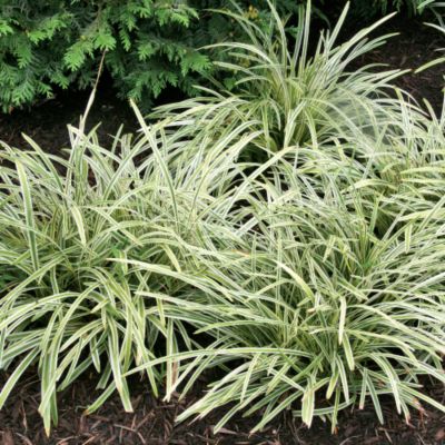 Lily-Turf Silvery Sunproof