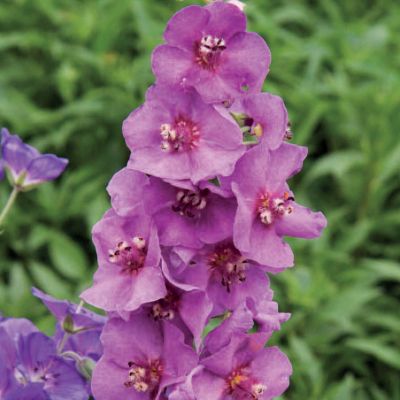 Mullein Sugar Plum