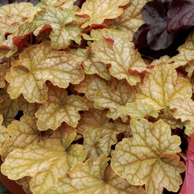 Heuchera 