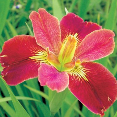 Louisiana Iris Bold Pretender