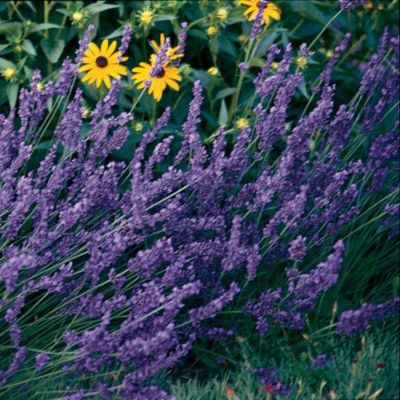 Lavender Hidcote Superior