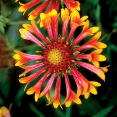 Gaillardia Fanfare PP#15,892