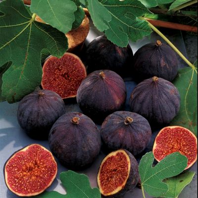 Dwarf Fig