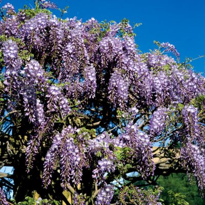 Wisteria