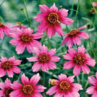 Coreopsis 