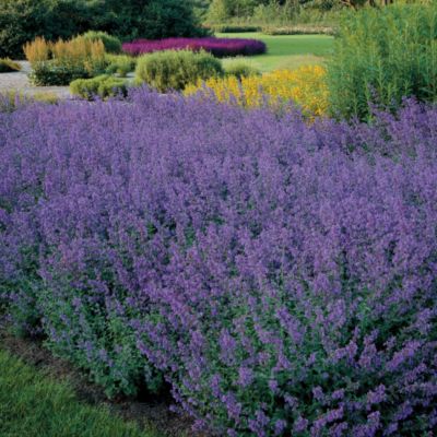Catmint Walker