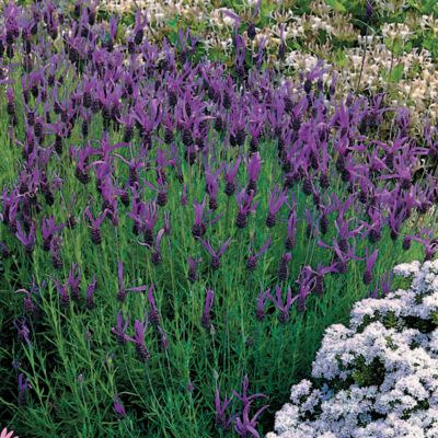 French Lavender Anouk