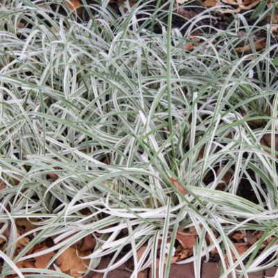 Liriope spicata 