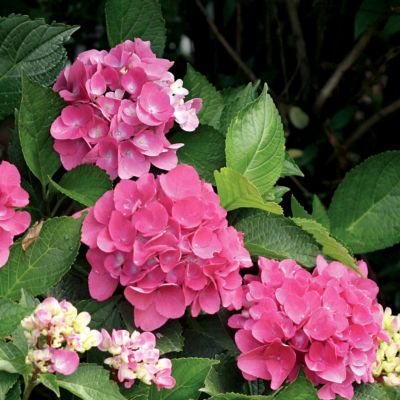 Hydrangea Cityline<TM> Venice PP#10,928
