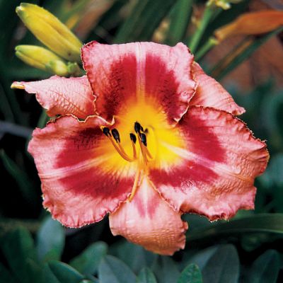 Daylily Just Plum Happy PP#14,841