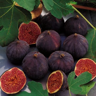 Petite Black Fig