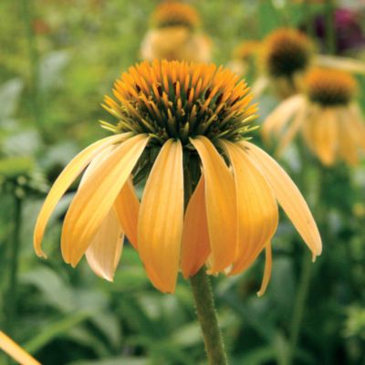 Coneflower Harvest Moon &trade; PP#17,652: Single 4-inch daisy-shaped flowers of rich yellow with a large central brown cone on 2-foot-tall, 2-foot-wide plants.