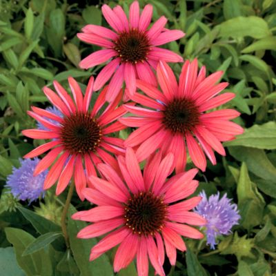 Echinacea Twilight PP#17,651