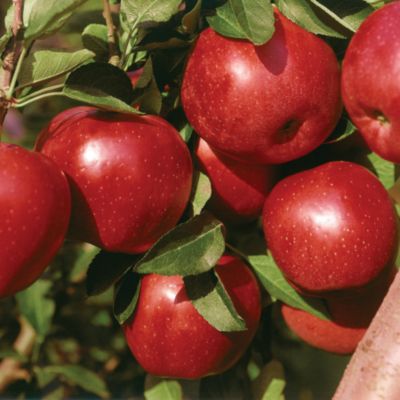 GrandGala<TM> Apple PP#11,348