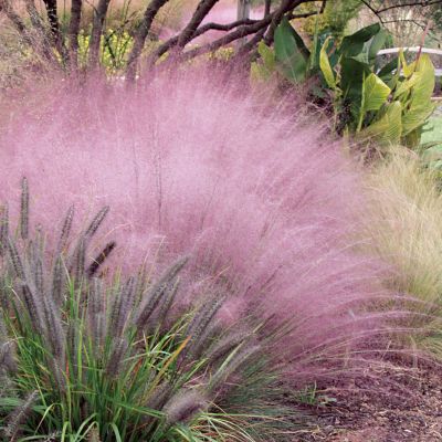 Pink Muhly Grass