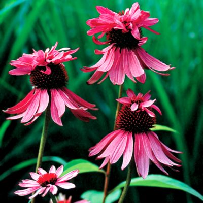 Purple Coneflower Doubledecker