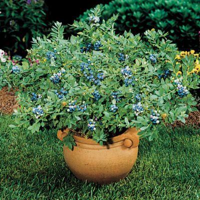 Blueberry Sunshine Blue