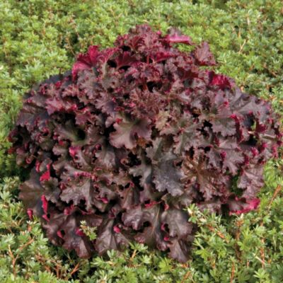 Heuchera 