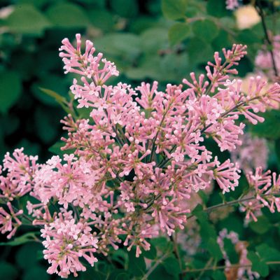 Reblooming Dwarf Lilac Josee
