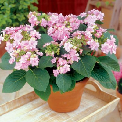 Hydrangea Romance