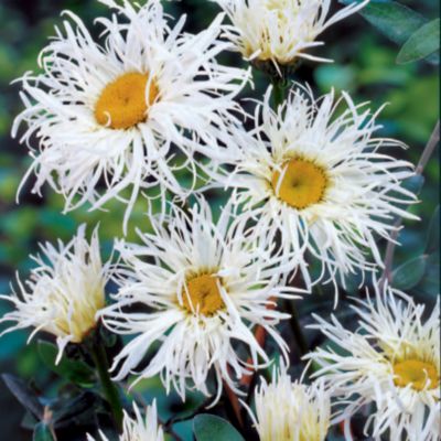 Shasta Daisy Old Court Variety