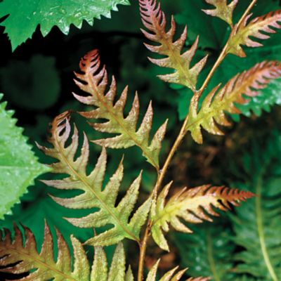 Oriental Chain Fern