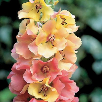 Verbascum Caribbean Crush