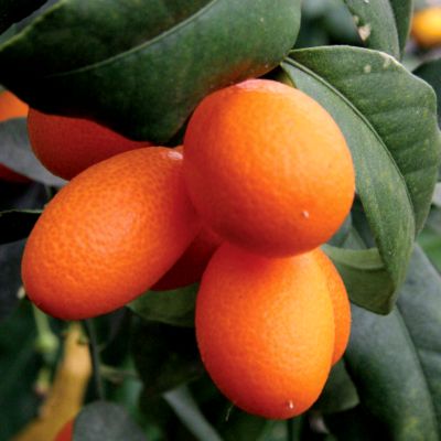 Citrus kumquat Nagami