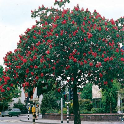 Aesculus x carnea 'Briotii'