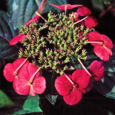 Hydrangea Lady in Red PP#15,175