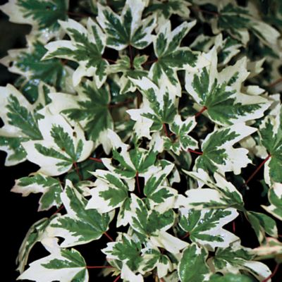 Acer 'Carnival'