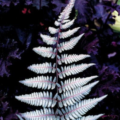 Painted Fern Silver Falls PP#12,803