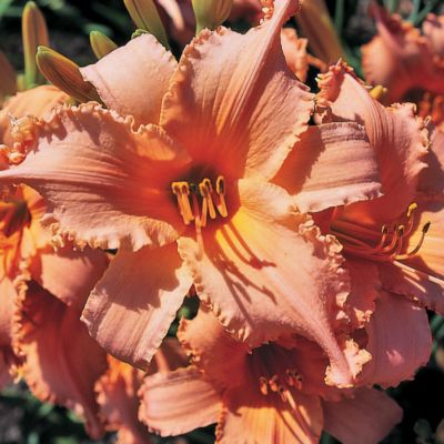 Daylily Tangerine Twist