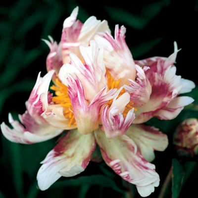Paeonia Bric a Brac
