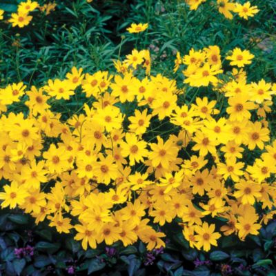 Coreopsis Creme Brulee