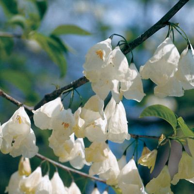Carolina Silver Bell