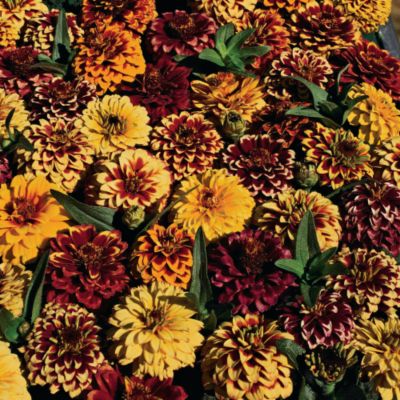 Zinnia Aztec Sunset<TM>