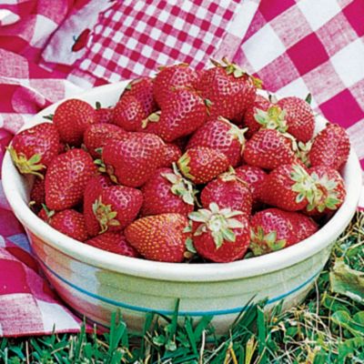 Park Seed Strawberry Quinalt