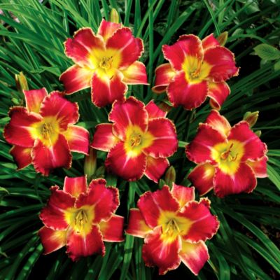 Daylily Startle