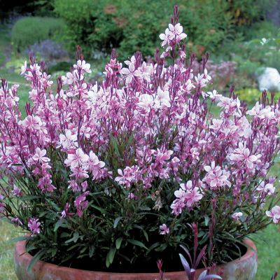 Gaura Pink Lady