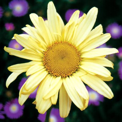 Shasta Daisy Sunshine