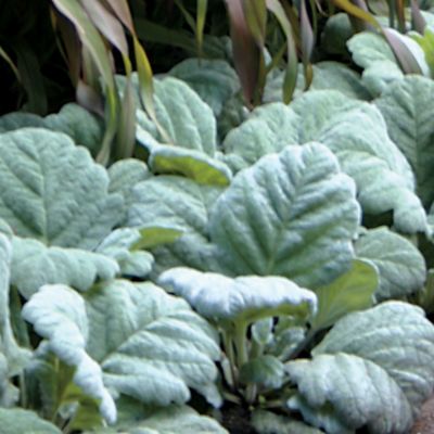 Salvia Artemis