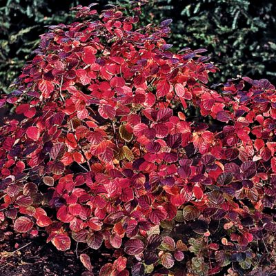 Dwarf Fothergilla Beaver Creek<REG> PPAF