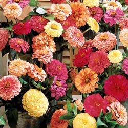 Zinnia Park