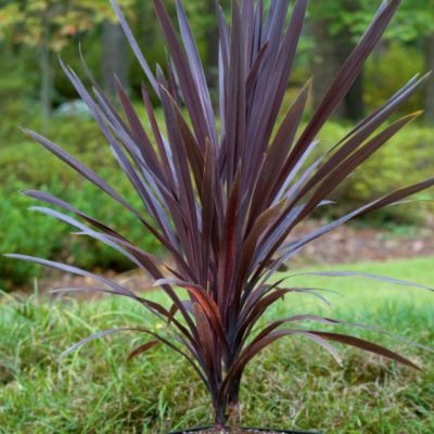 Red-leafed Dracaena