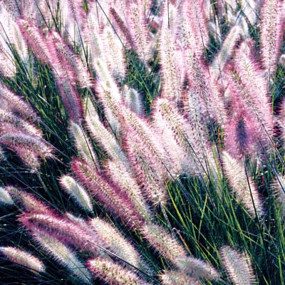 Giant Fountain Grass  Foxtrot
