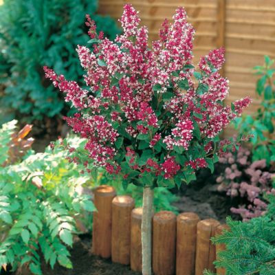 Syringa meyeri